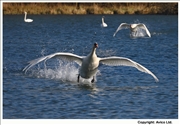 32. Mute Swans